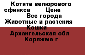 Котята велюрового сфинкса. .. › Цена ­ 15 000 - Все города Животные и растения » Кошки   . Архангельская обл.,Коряжма г.